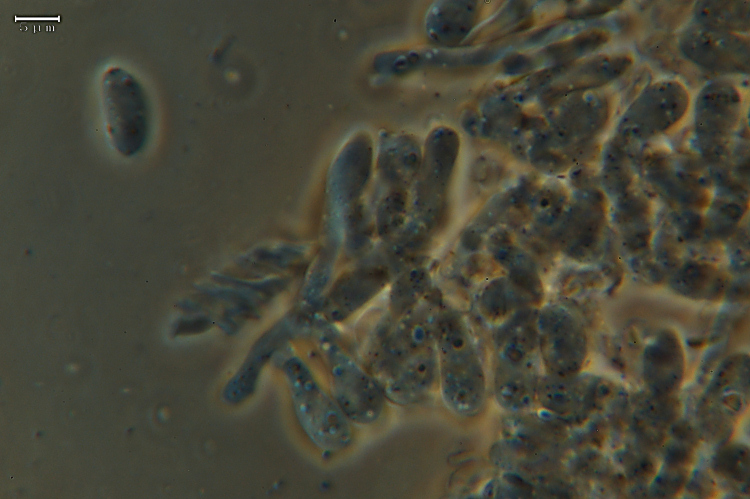 Aiuto su 2 specie - Ritr. 2 (Tyromyces chioneus)